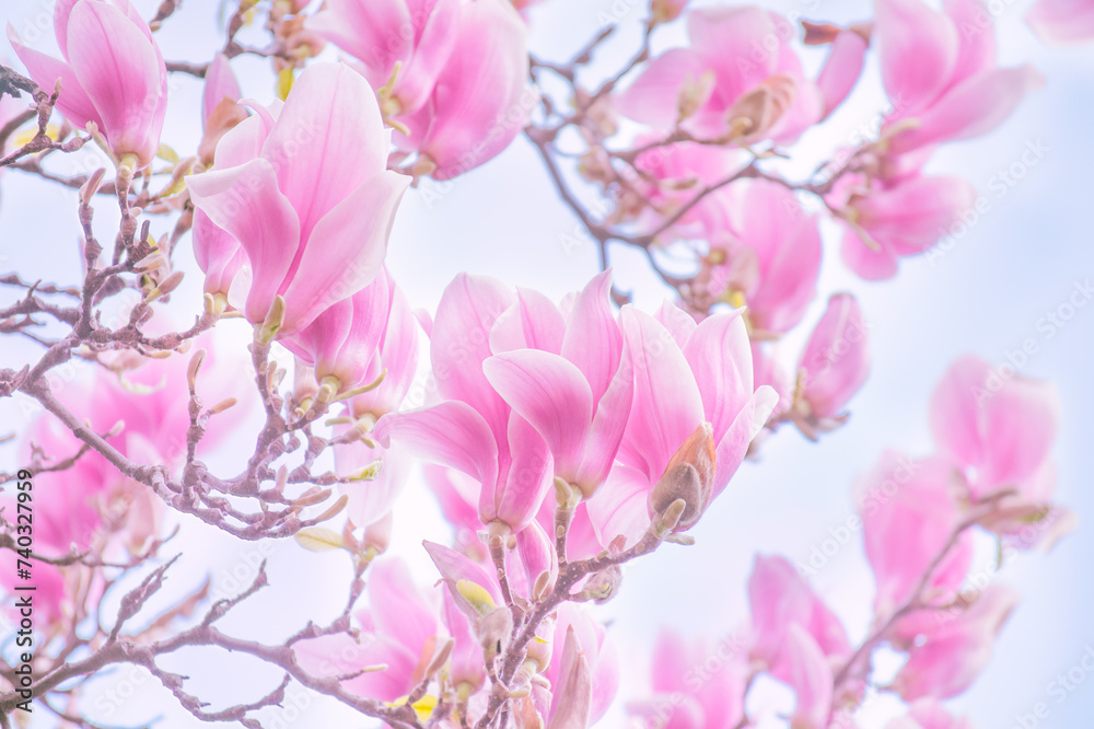 Magnolia flowers with elegant pink petals blooming in spring fabulous garden, mysterious fairy tale springtime floral natural background with magnoliaceae bloom, beautiful nature park landscape.