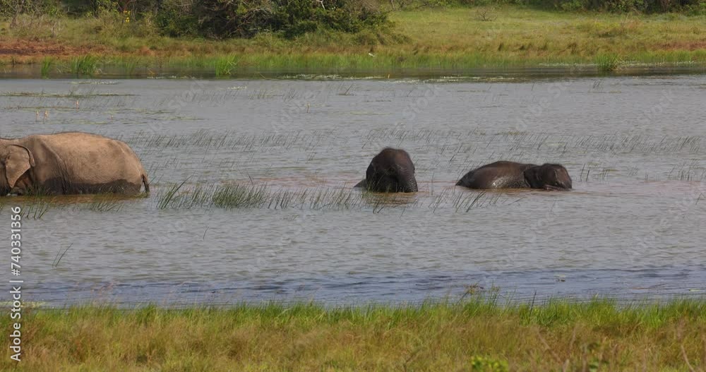 Herd of elephants wading through open water in natural native habitat, Yala National Park, Sri Lanka Herd of elephants wading through open water in natural native habitat, Yala National Park, Sri Lanka
