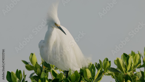 a close up of a snowy egret preening its feathers at merritt island national wildlife refuge of florida, usa photo