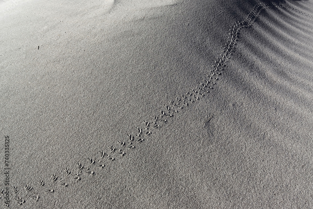 Dune alle spalle della spiaggia La Cinta. San Teodoro. Nuoro, Sardegna. Italia texture background Dune alle spalle della spiaggia La Cinta. San Teodoro. Nuoro, Sardegna. Italia texture background