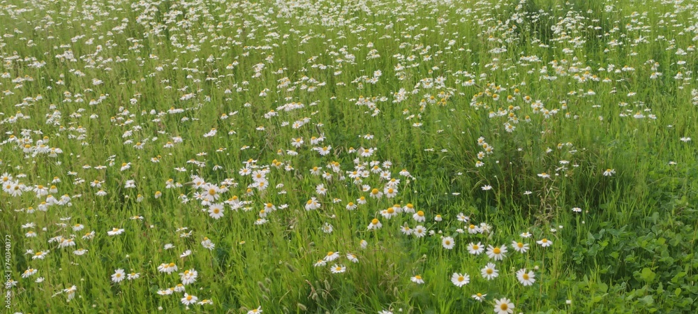 A small meadow with daisies. Chamomiles grew on a green field among tall grasses. Flowers with white petals and yellow centers grow on thin, long green stems.