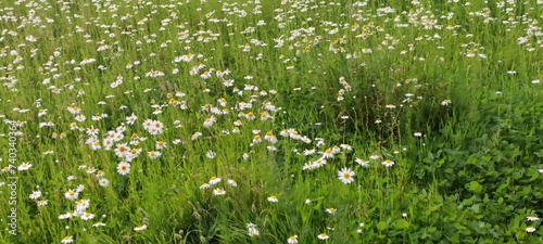 A small meadow with daisies. Chamomiles grew on a green field among tall grasses. Flowers with white petals and yellow centers grow on thin, long green stems.