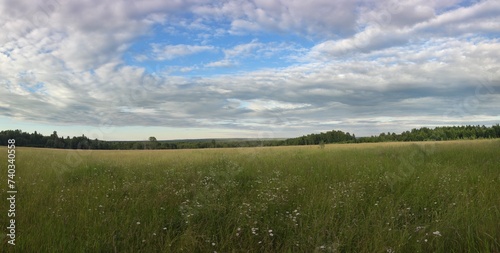 Green field under the clouds. On a sunny summer day, small cumulus clouds hang in the blue sky. Below them is a green field with tall grass and wildflowers. A forest is visible in the distance.