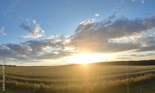 Green field at sunset. On a summer evening  small cumulus clouds hang in the blue sky. Below them is a green field with tall grass and wildflowers. In the distance the sun is setting below the horizon