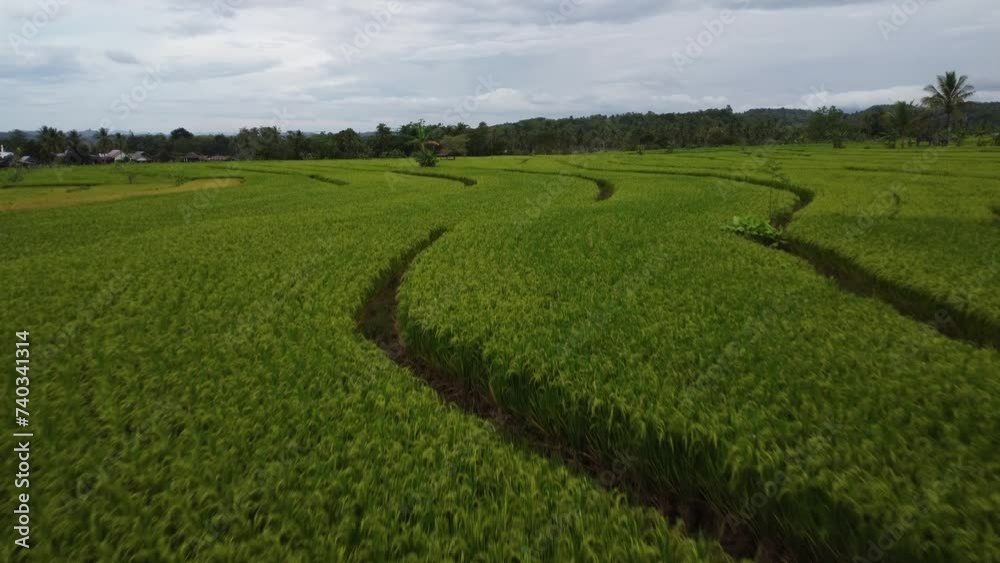 Aerial view. View of a green rice field covered with rice in a village in Indonesia, Asia