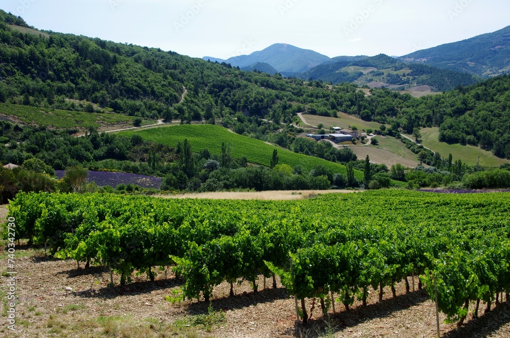 Vineyard in the Baronnies in the South East of France, in Europe