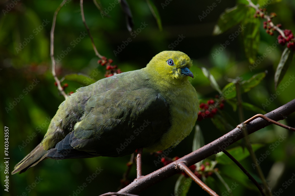 Obraz premium Wedge-tailed green pigeon Treron sphenurus feeding on wild berries over montane forest in mount Lawu East Java, with natural bokeh background