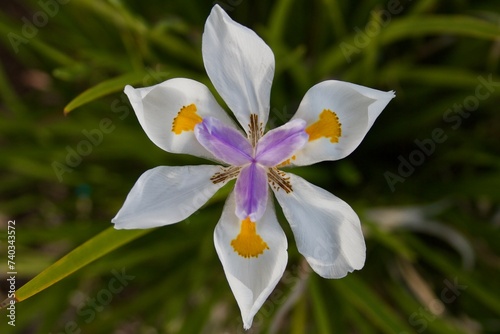 white and purple iris