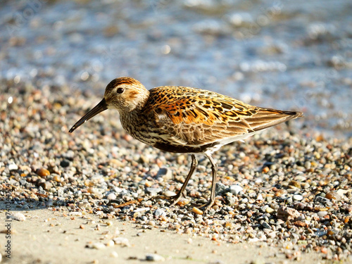 Strandläufer photo