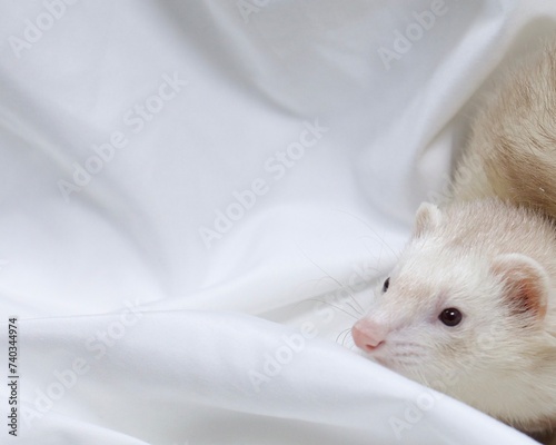 Champagne Ferret playing in a white sheet