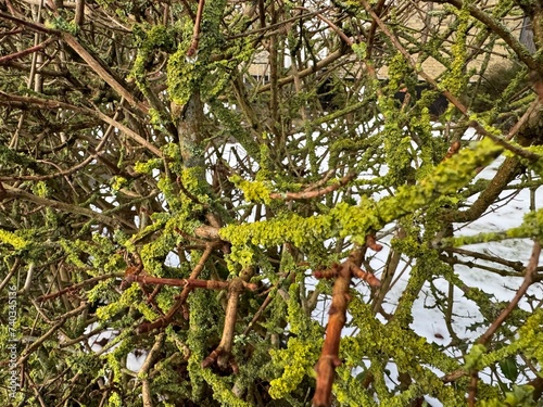 old trees and bushes covered with moss