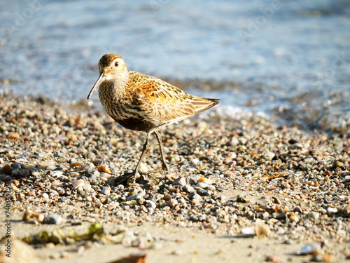 Strandläufer photo