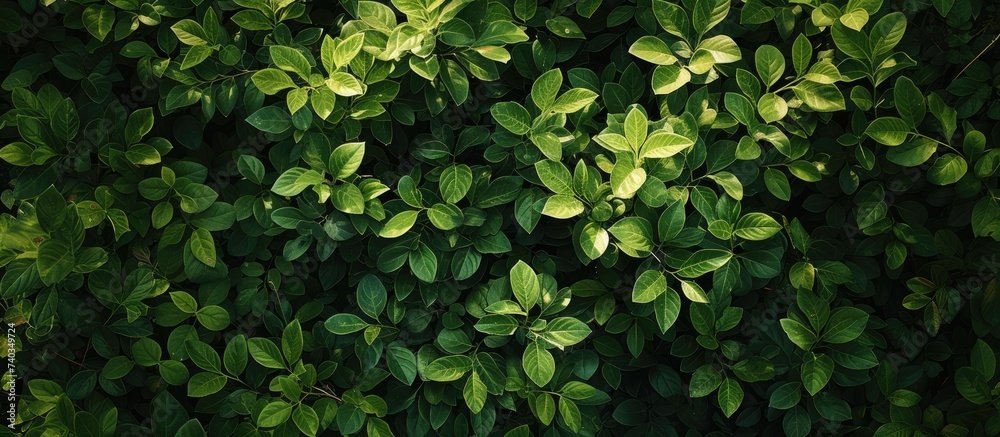 This close-up photo showcases the vibrant green leaves on a bush, creating a tranquil scene of abundant greenery. - obrazy, fototapety, plakaty 