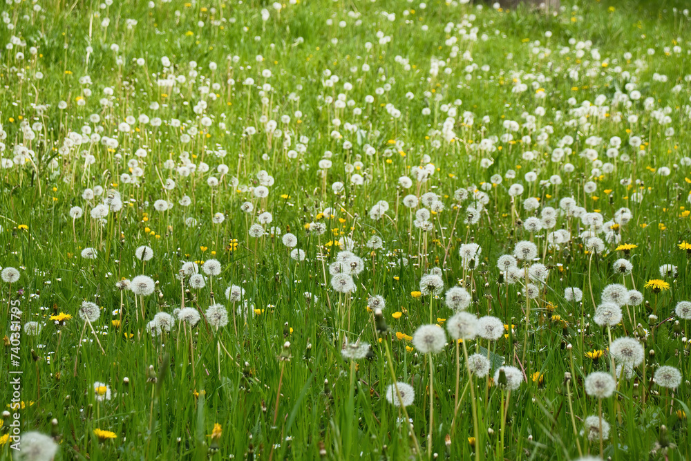 Field of green grass full of dandelions gone to seed on a spring day in Rhineland Palatinate, Germany. Field of green grass full of dandelions gone to seed on a spring day in Rhineland Palatinate, Germany.