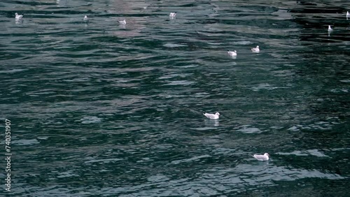 seagulls perched on the sea