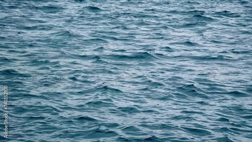 video of a seagull on the sea