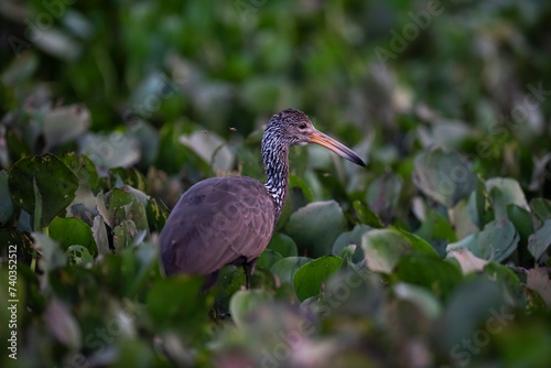 Limpkin in wetland environment,Pantanal Forest, Mato Grosso, Brazil. photo