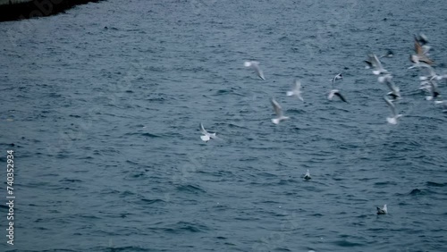 flock of seagulls on the beach