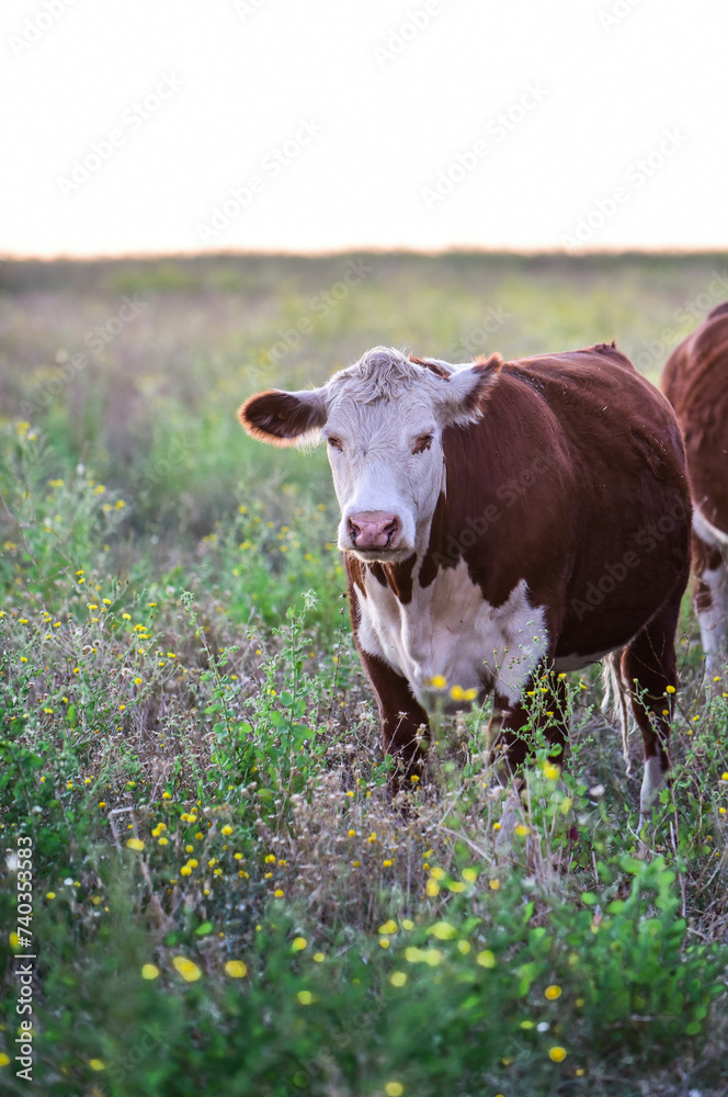 Cattle in the Pampas Countryside, Argentine meat production, La Pampa, Argentina. Cattle in the Pampas Countryside, Argentine meat production, La Pampa, Argentina.