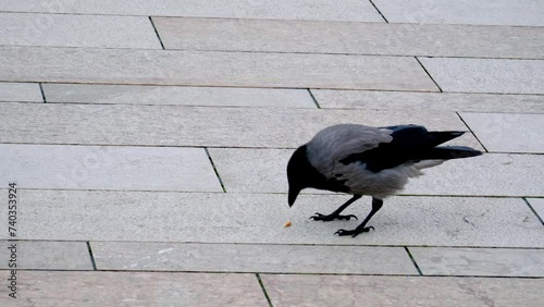 crow eating something