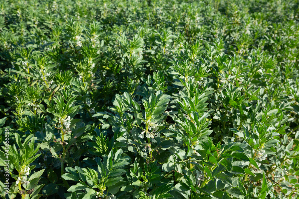Fototapeta premium Closeup of blooming vicia faba plants on farm field. Cultivation of organic legumes