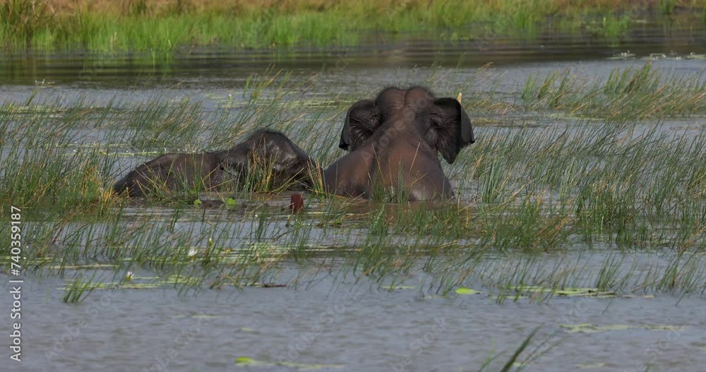 Herd of elephants wading through open water in natural native habitat, Yala National Park, Sri Lanka Herd of elephants wading through open water in natural native habitat, Yala National Park, Sri Lanka