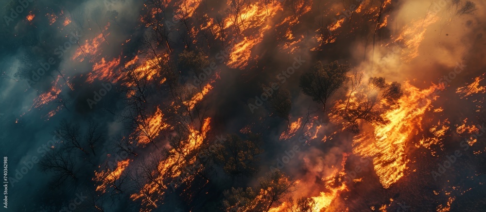 Devastating wildfire blazing through lush green forest with dense trees ...