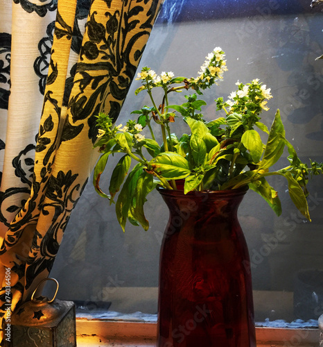 Hydroponic Parsley in a Red Vase on the Window Sill