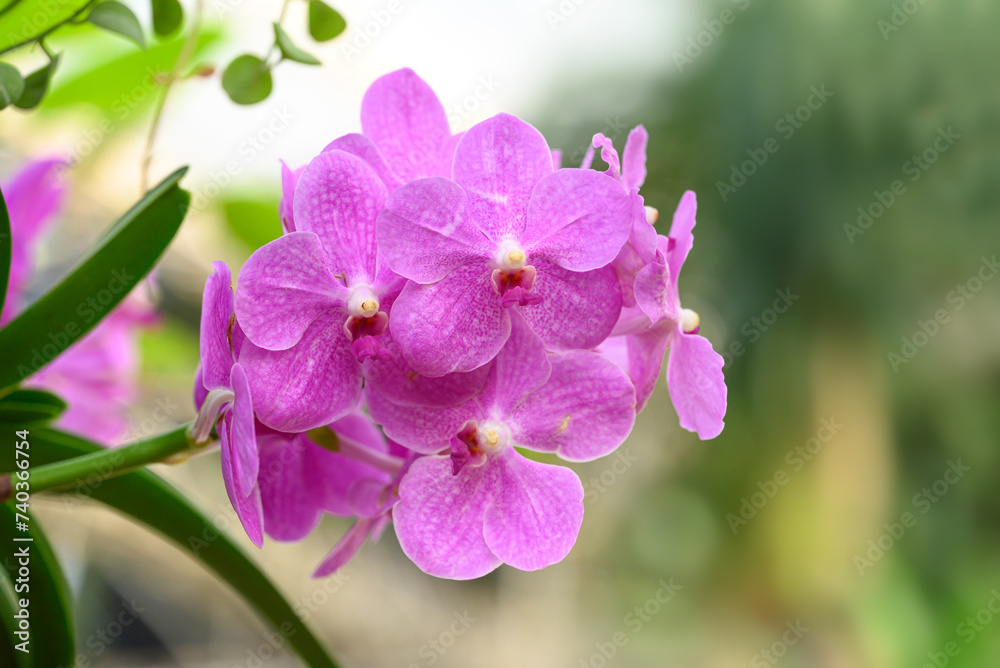 Pink Vanda orchid flower blossom in garden, Spring season Pink Vanda orchid flower blossom in garden, Spring season