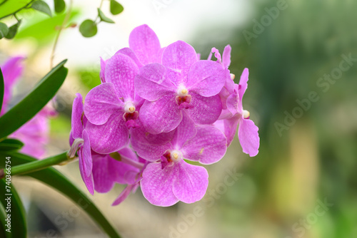 Pink Vanda orchid flower blossom in garden  Spring season