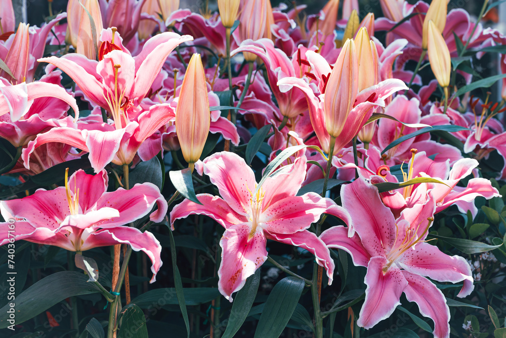 Beautiful pink hybrid lily flower blossom in garden Beautiful pink hybrid lily flower blossom in garden