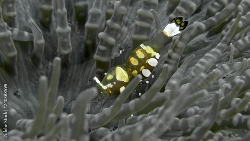 A transparent spotted shrimp sits among the tentacles of an anemone swaying in the sea current.
Peacock-tail shrimp(Ancylocaris brevicarpalis)4cm ID: tail with 5 large purple spots with yellow centres photo