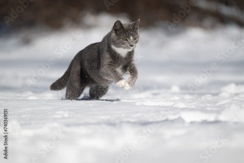 Gray and white cat playing in the snow