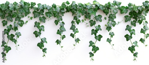 Lush Green Plant Hanging Beautifully on a Clean White Wall Decor, Nature Inspired Home Decor Concept