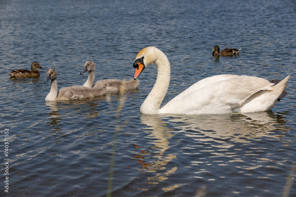 grey chicks of the white sibilant swan with grey down grey chicks of the white sibilant swan with grey down
