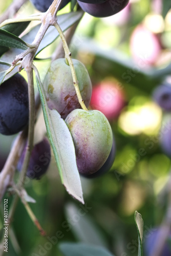 closeup of olive fruit on branch