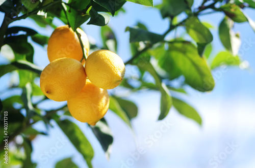 yellow lemons hanging on branch
