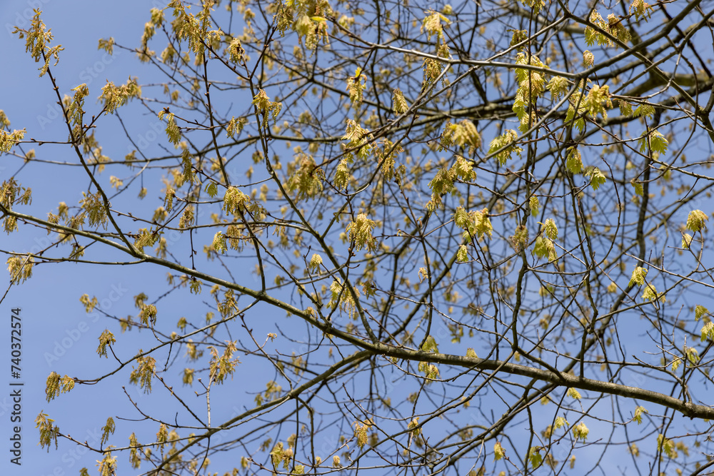 a flowering maple tree in the spring season, a spring park a flowering maple tree in the spring season, a spring park