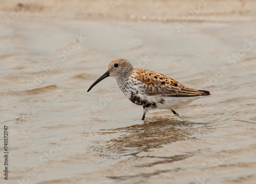 Dunlin at a small Beach