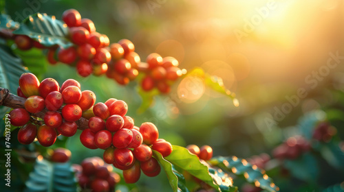 Coffee beans on a tree branch 