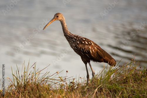 Limpkin in the Edge of a Pond in Florida