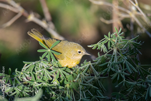 Warbler