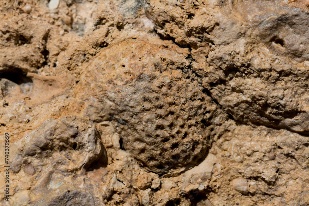 Fossil corals of the Red Sea. Ancient creatures, turned into stone. Reef corals. Fossil corals of the Red Sea. Ancient creatures, turned into stone. Reef corals.