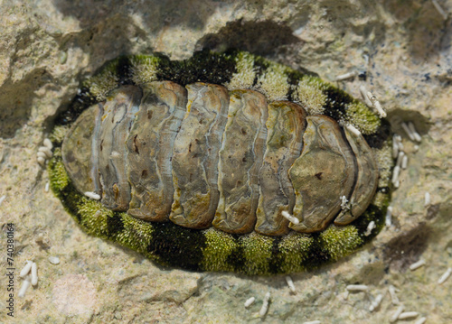 Acanthopleura haddoni, tropical species of chiton. The fauna of the Red Sea. A marine molluscs on a rock. photo
