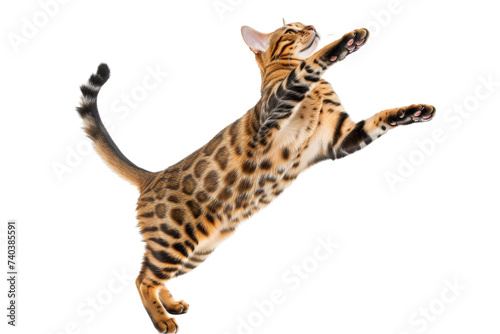 Fotografia Bengal cat on hind legs, about to leap up