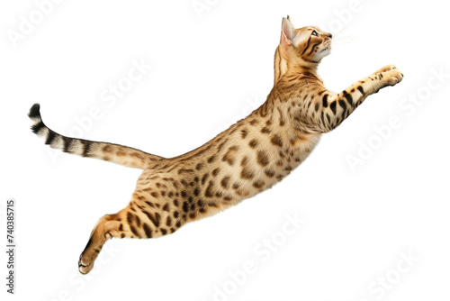 Bengal cat mid-jump, isolated on transparent background.