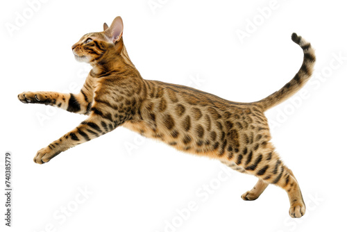 Bengal cat leaping, isolated on transparent background.