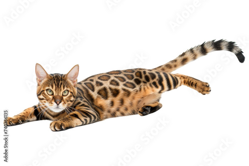 Stretching Bengal cat, isolated on transparent background.