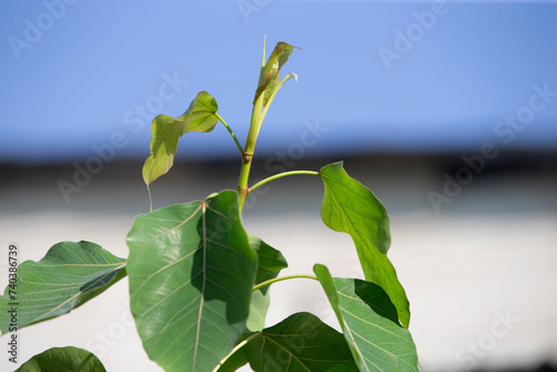 close up leaves on sky background photo