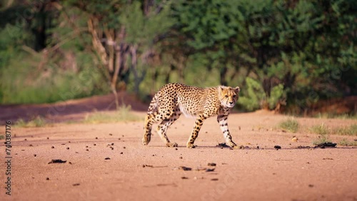 African Cheetah looking for prey in kruger national park, Botswana. Shot in 8K Resloution photo